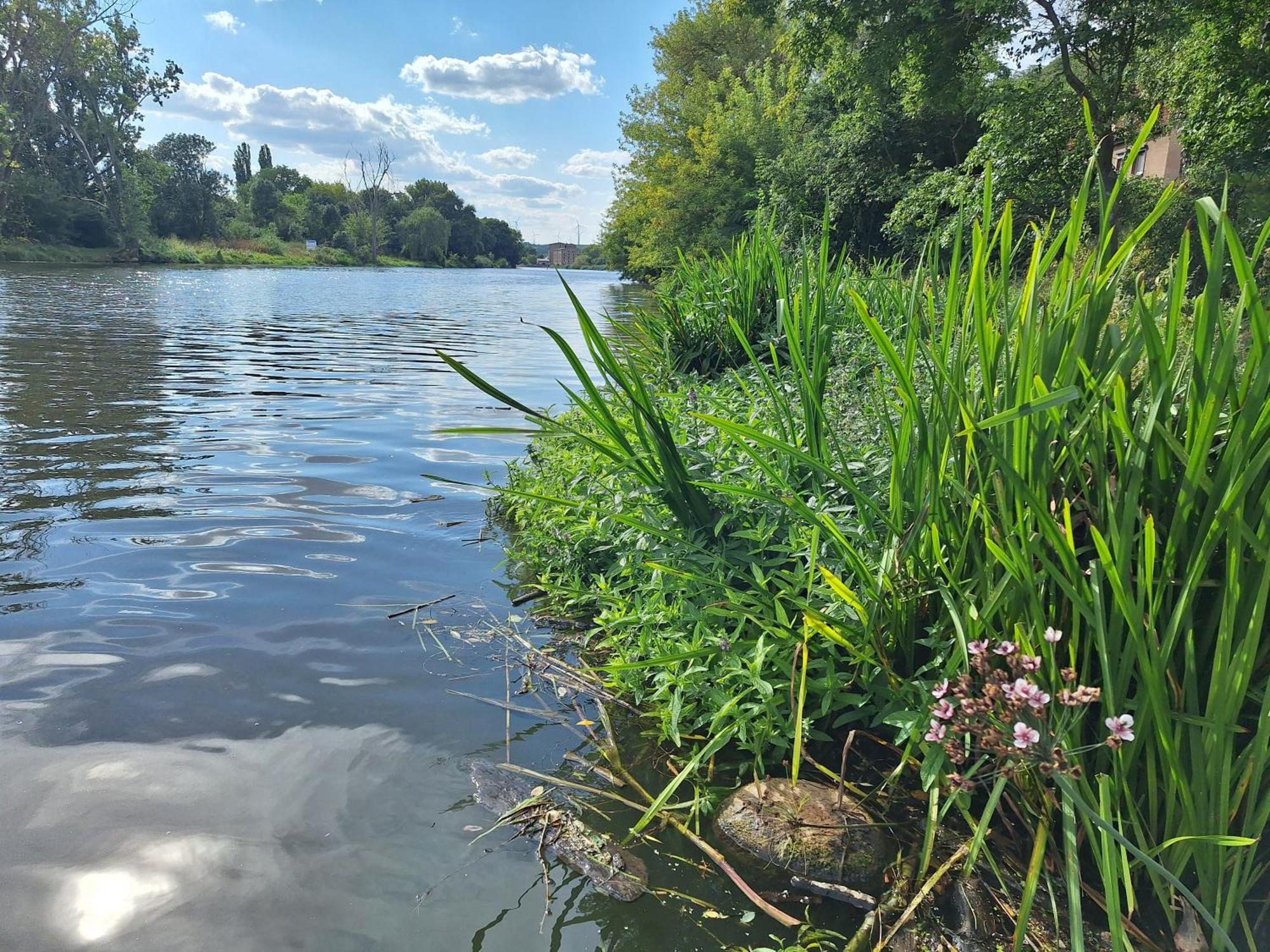 Ferienhaus Saaleblick Wettin Zewnętrze zdjęcie